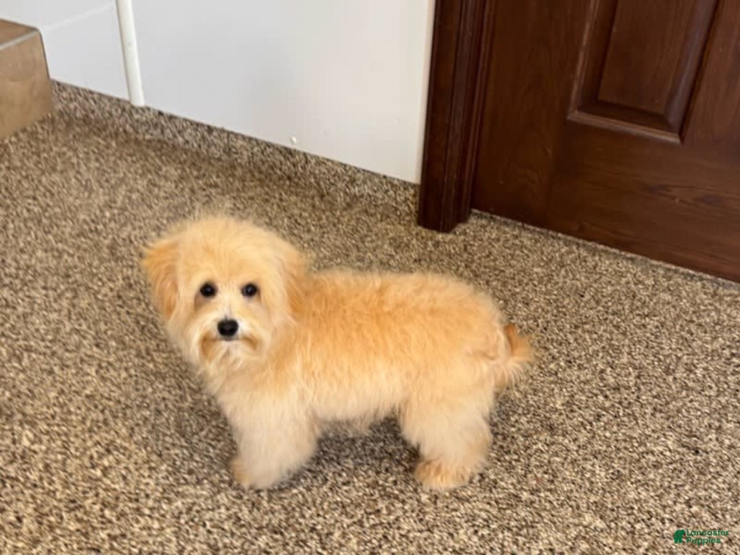 Maltipoo dogs for sale: Kobe - Image 5