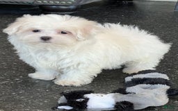 Maltese dogs for sale: Bella - Image 6