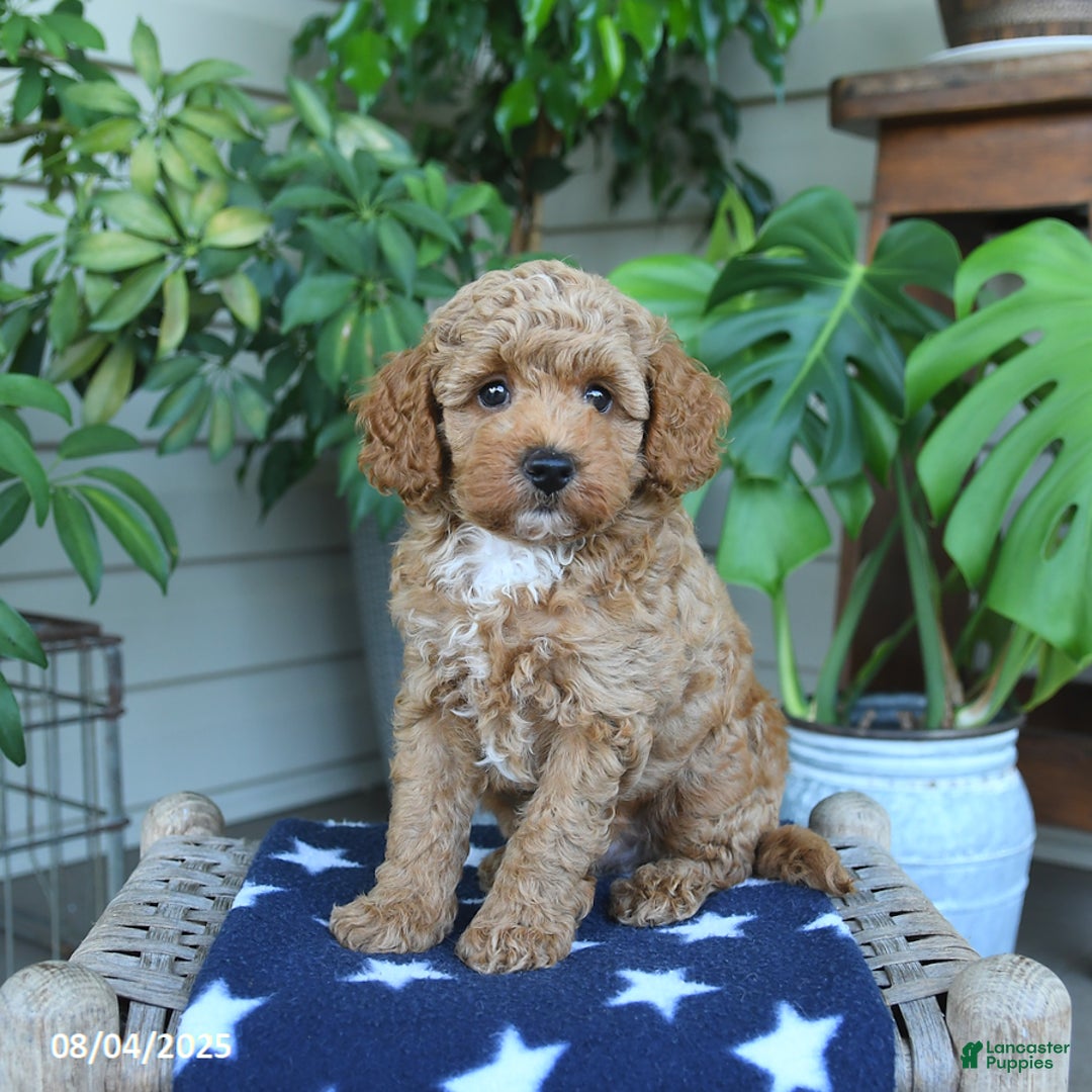Miniature Poodle dogs for sale: Miniature Poodle 4 puppies - Image 3