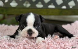 Frenchton dogs for sale: Jax - Image 7