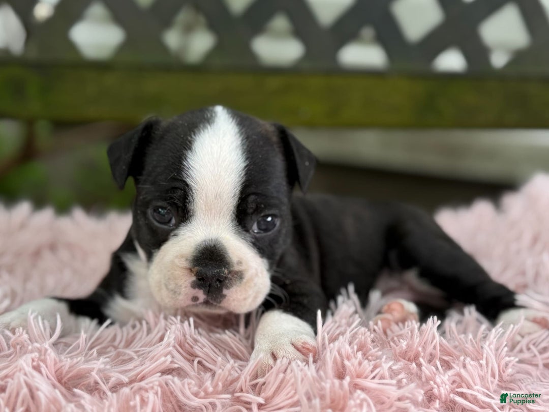 Frenchton dogs for sale: Jax - Image 7