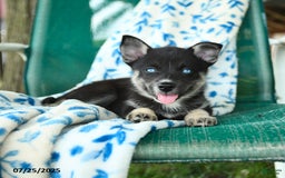 Pomsky dogs for sale: Rio - Image 2