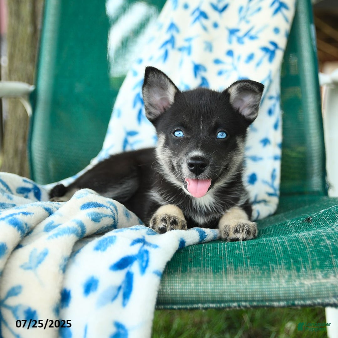 Pomsky dogs for sale: Rio - Image 2