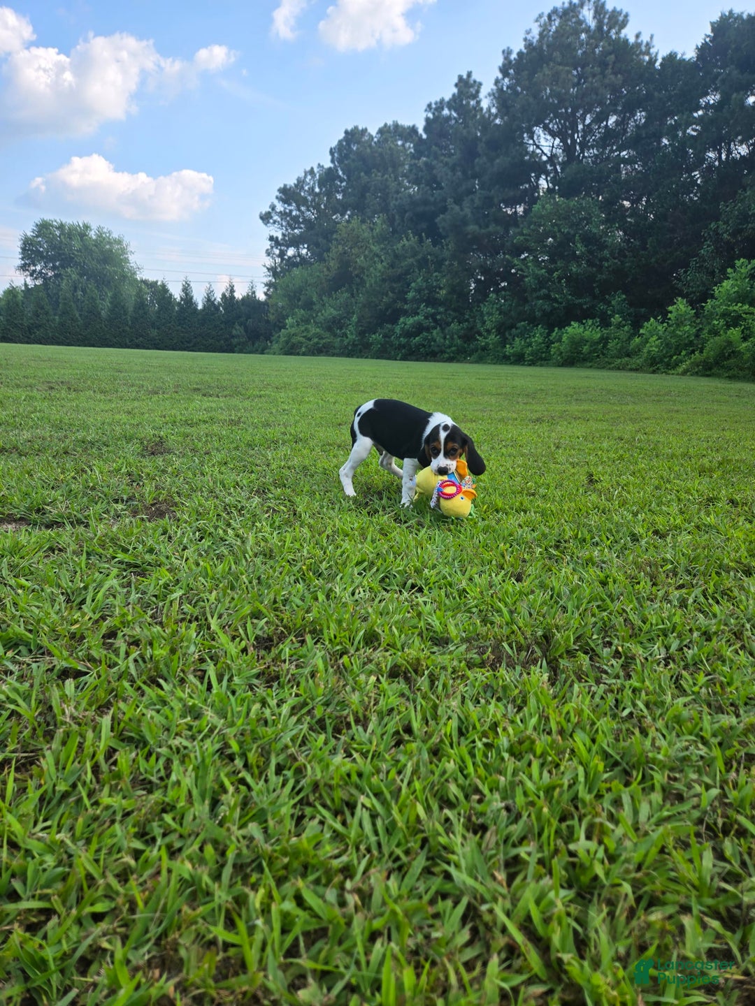 Beaglier dogs for sale: Benny - Image 6