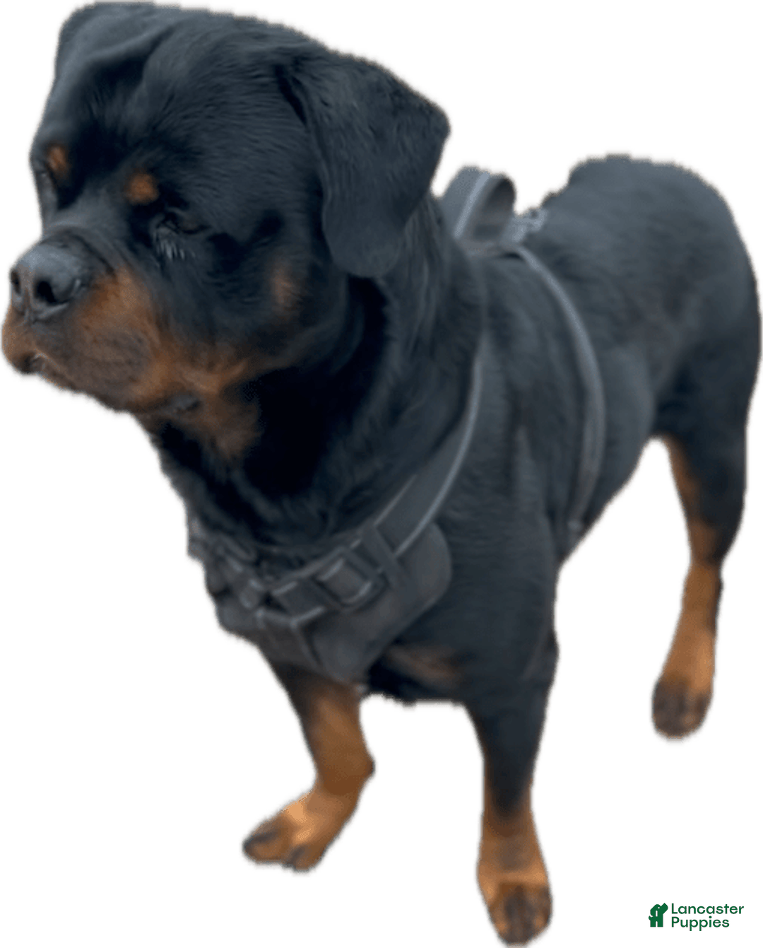 Rottweiler dogs for sale: Juggernaut - Image 4