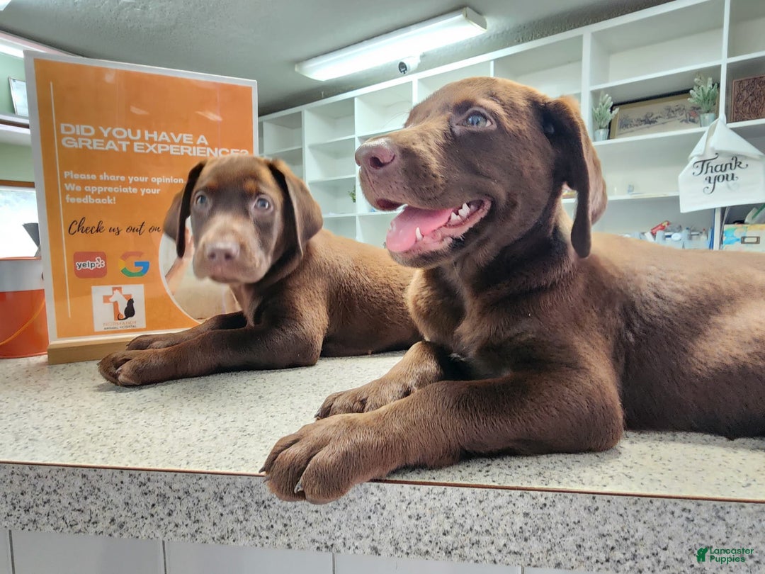 Labrador Retriever dogs for sale: Jan - Image 5