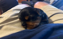 Yorkshire Terrier dogs for sale: Baby Blue - Image 3