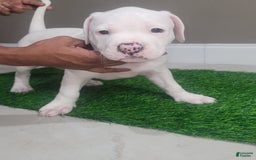 American Bully dogs for sale: Pearl - Image 5