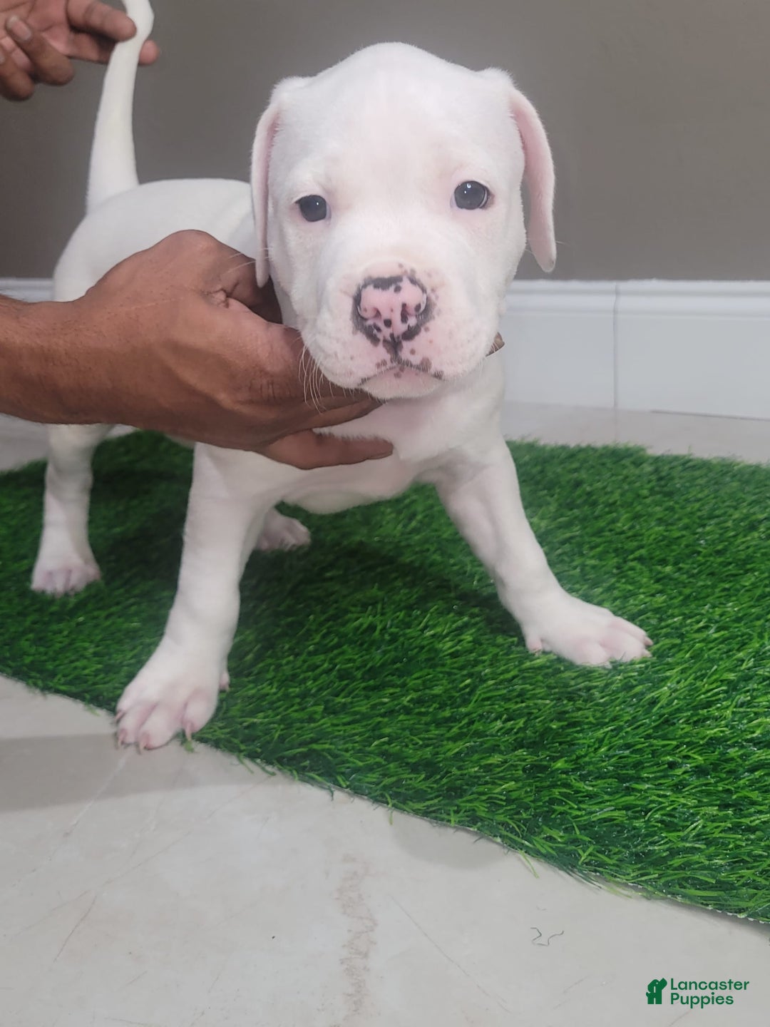 American Bully dogs for sale: Pearl - Image 5
