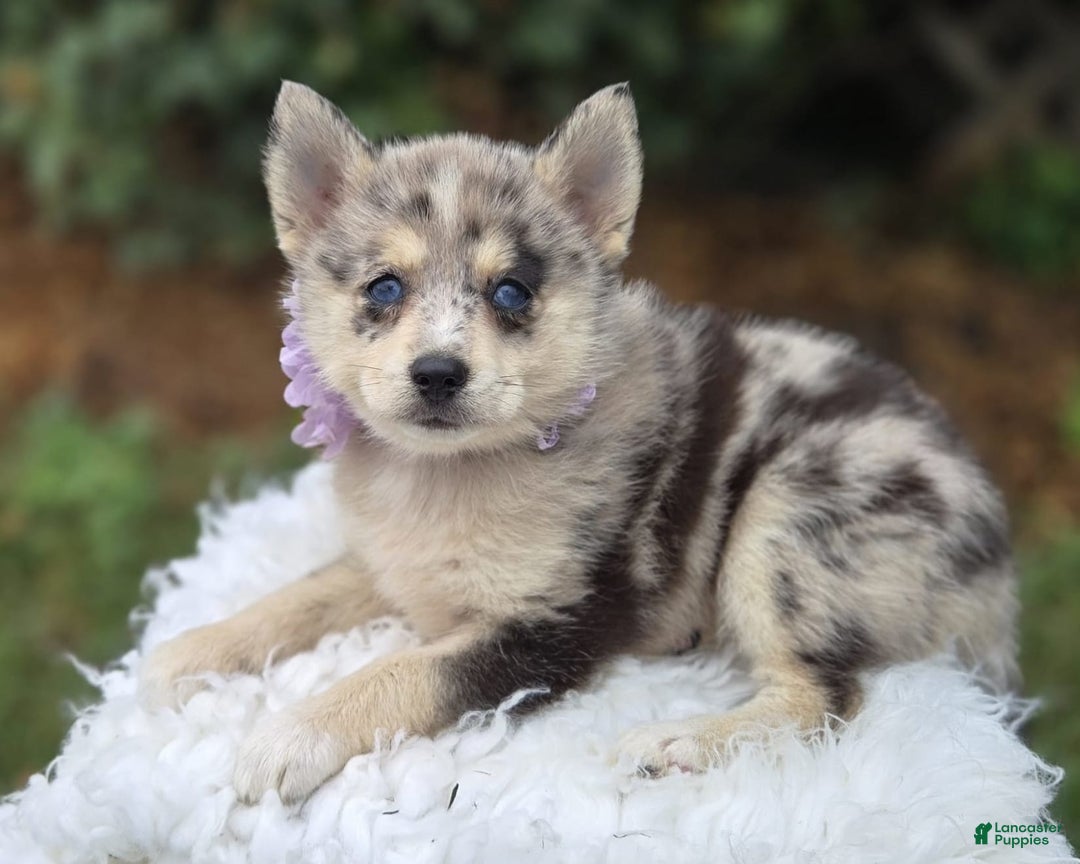 Pomsky dogs for sale: Polly - Image 1