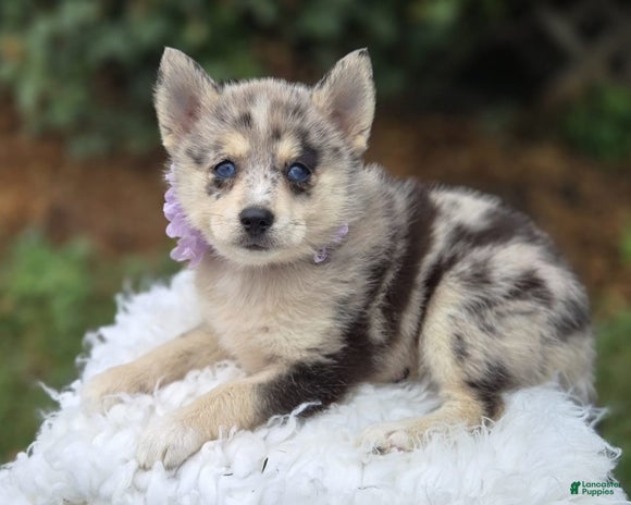 Pomsky dogs for sale - Ad 2