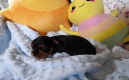 Yorkshire Terrier dogs for sale: Tt - Image 14