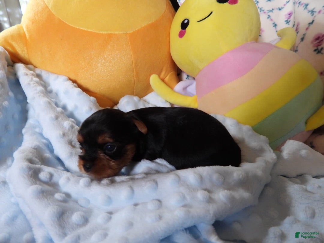 Yorkshire Terrier dogs for sale: Tt - Image 14