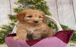 Doxiepoo dogs for sale: Debbie - Image 1
