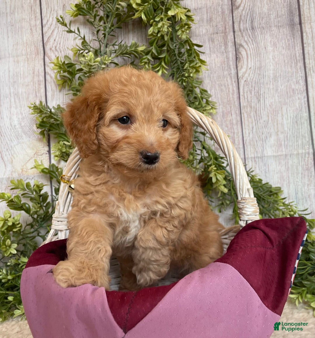 Doxiepoo dogs for sale: Debbie - Image 1