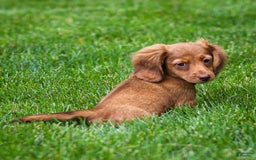 Miniature Dachshund dogs for sale: Crystal - Image 8