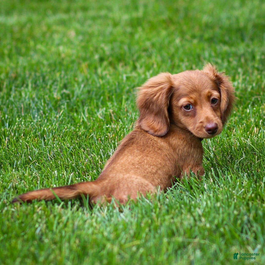 Miniature Dachshund dogs for sale: Crystal - Image 8