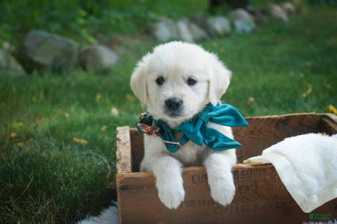 Golden Retriever dogs for sale: Tawny - Image 21