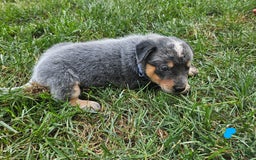 Australian Cattle Dog dogs for sale: Rusty - Image 3