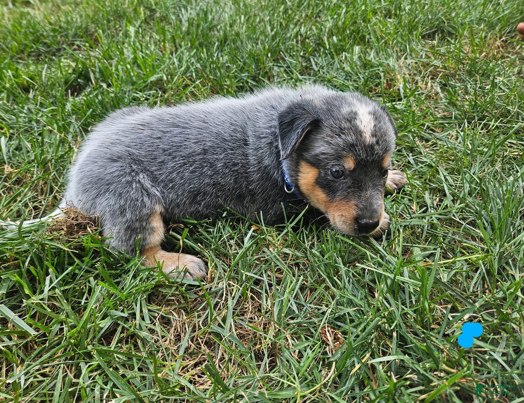 Australian Cattle Dog dogs for sale: Rusty - Image 3