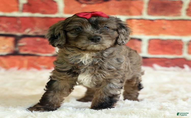 Cavapoo dogs for sale - Ad 2