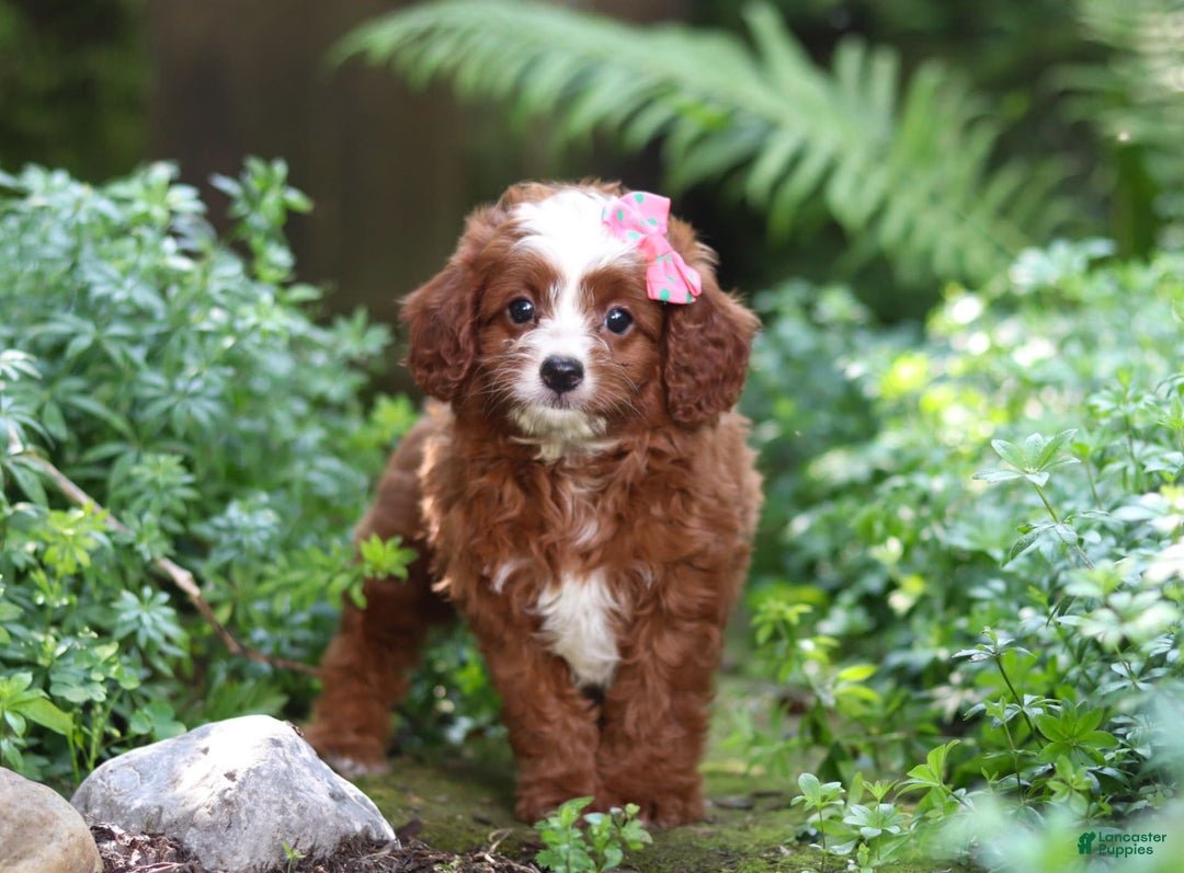 Cavapoo dogs for sale: Levy - Image 7