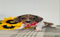 Dachshund dogs for sale: Slinky - Image 15