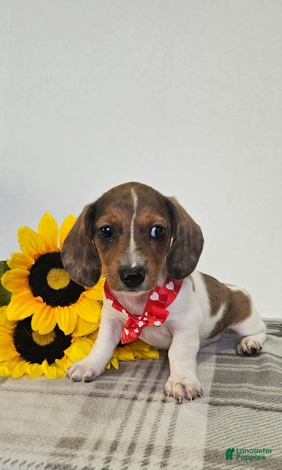 Dachshund dogs for sale: Slinky - Image 15