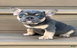 French Bulldog dogs for sale: Harriet - Image 3