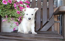 German Shepherd dogs for sale: Jasper - Image 2