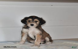 Mini Aussiedoodle dogs for sale: Annie - Image 3