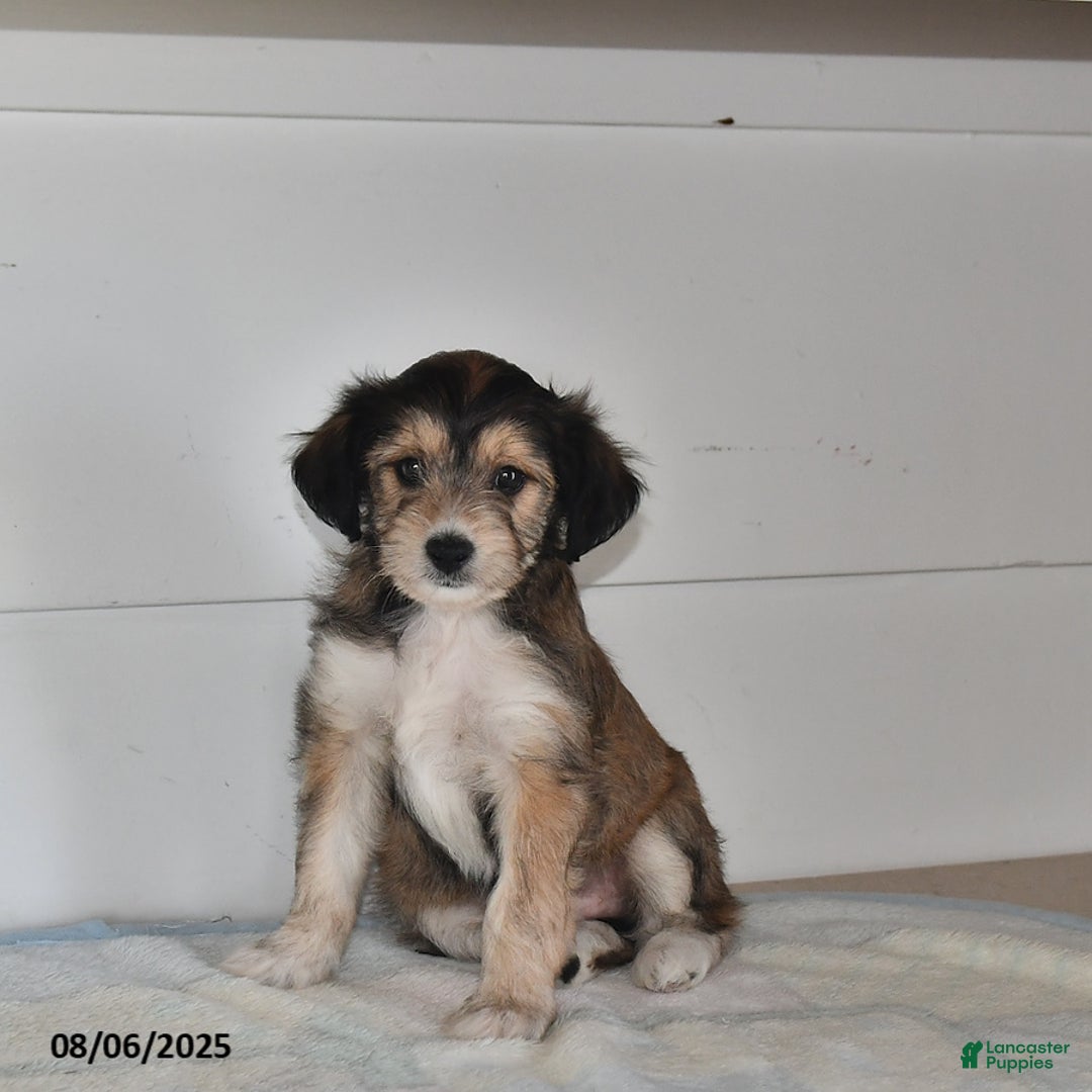Mini Aussiedoodle dogs for sale: Annie - Image 3