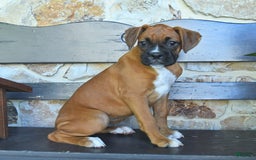 Boxer dogs for sale: Felicity - Image 9