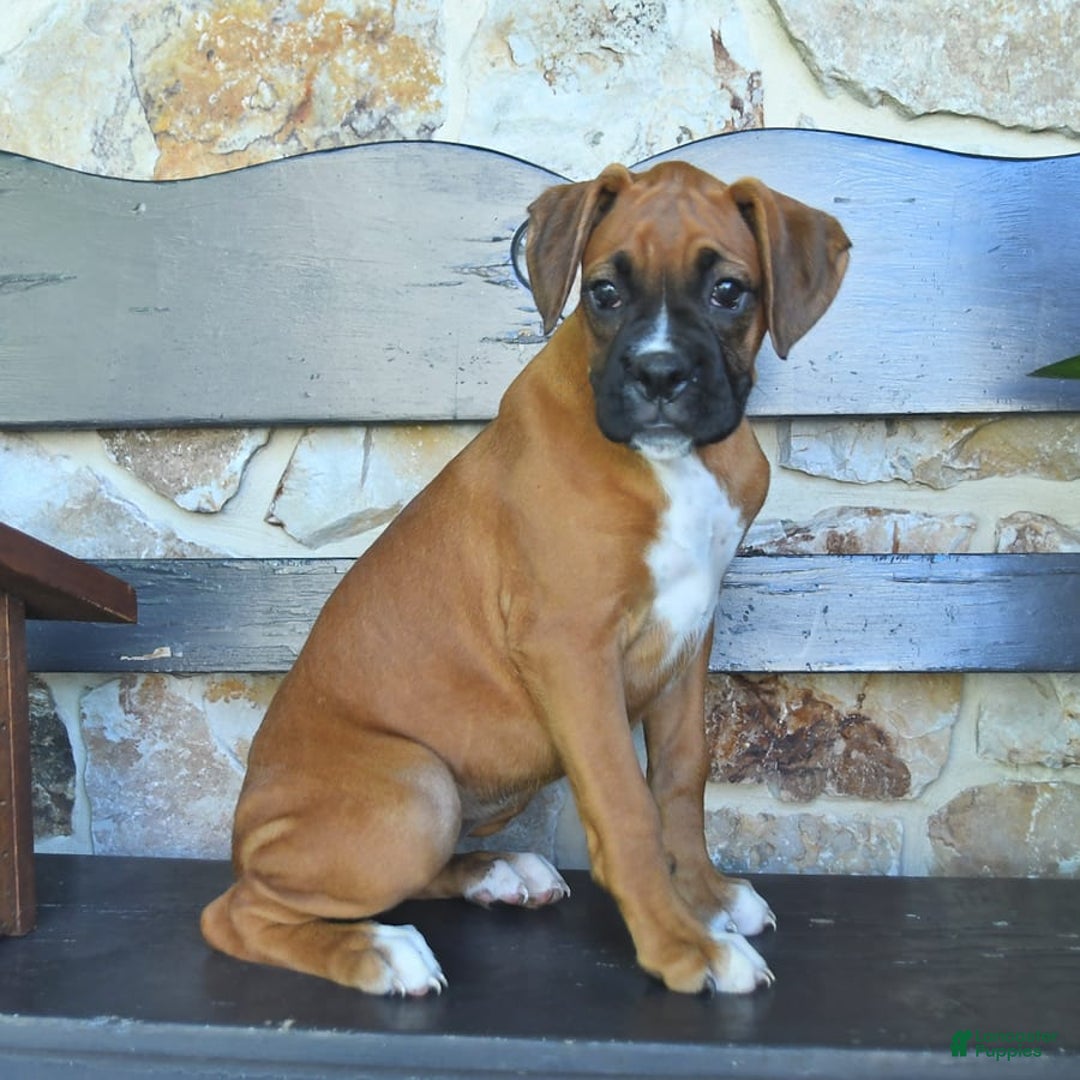 Boxer dogs for sale: Felicity - Image 9