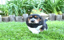 Basset Hound dogs for sale: Shannon - Image 9