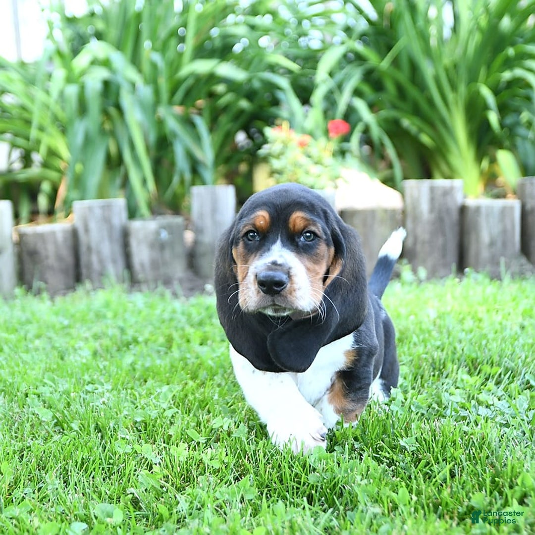 Basset Hound dogs for sale: Shannon - Image 9