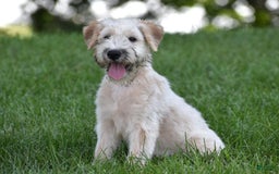 Soft Coated Wheaten Terrier dogs for sale: Jazzie - Image 4