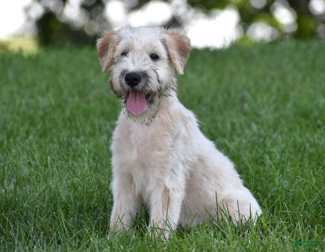 Soft Coated Wheaten Terrier dogs for sale: Jazzie - Image 4