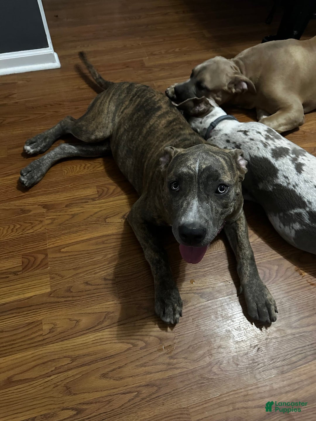 American Bully dogs for sale: Raine - Image 13