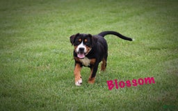 Greater Swiss Mountain Dog dogs for sale: Blossom - Image 6