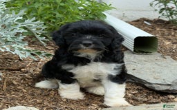 Cavapoo dogs for sale: Cassie - Image 7