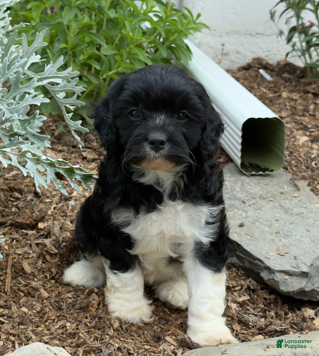 Cavapoo dogs for sale: Cassie - Image 7