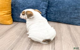 Beabull dogs for sale: Darla - Image 6