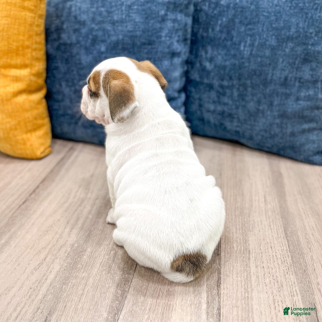 Beabull dogs for sale: Darla - Image 6