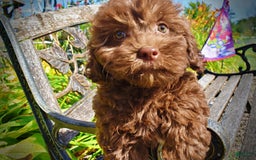 Havapoo dogs for sale: Flower - Image 13
