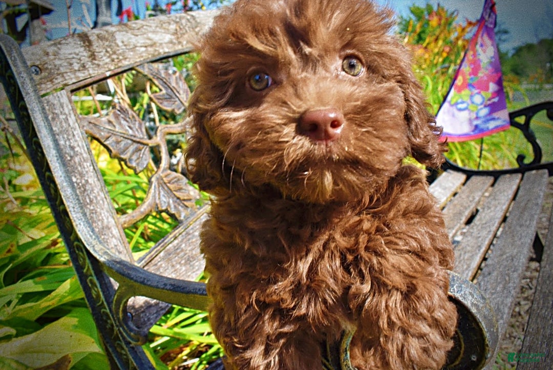 Havapoo dogs for sale: Flower - Image 13