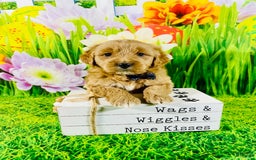 Mini Goldendoodle dogs for sale: Nugget - Image 2