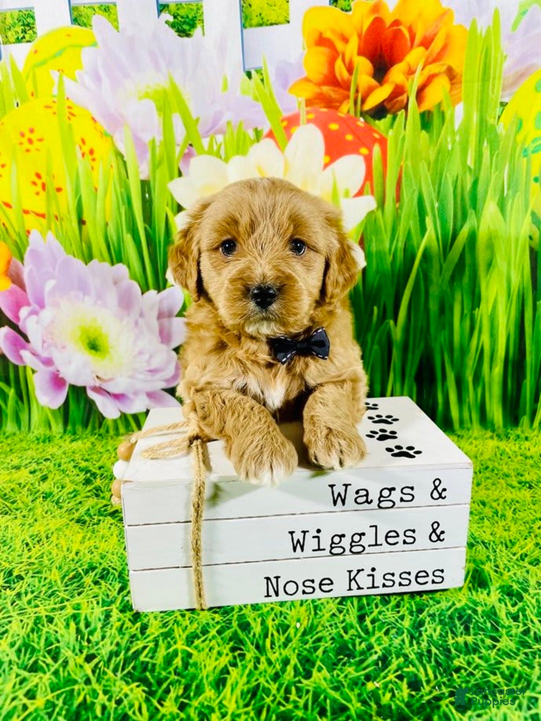 Mini Goldendoodle dogs for sale: Nugget - Image 2