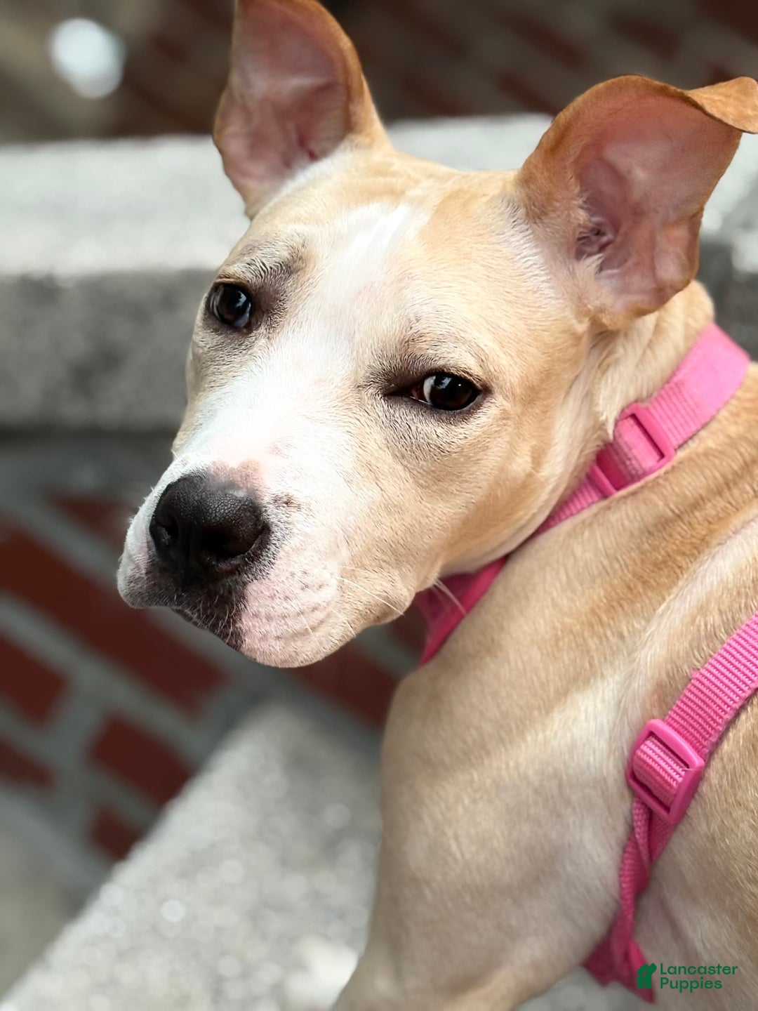 American Pit Bull Terrier dogs for sale: Leona - Image 4