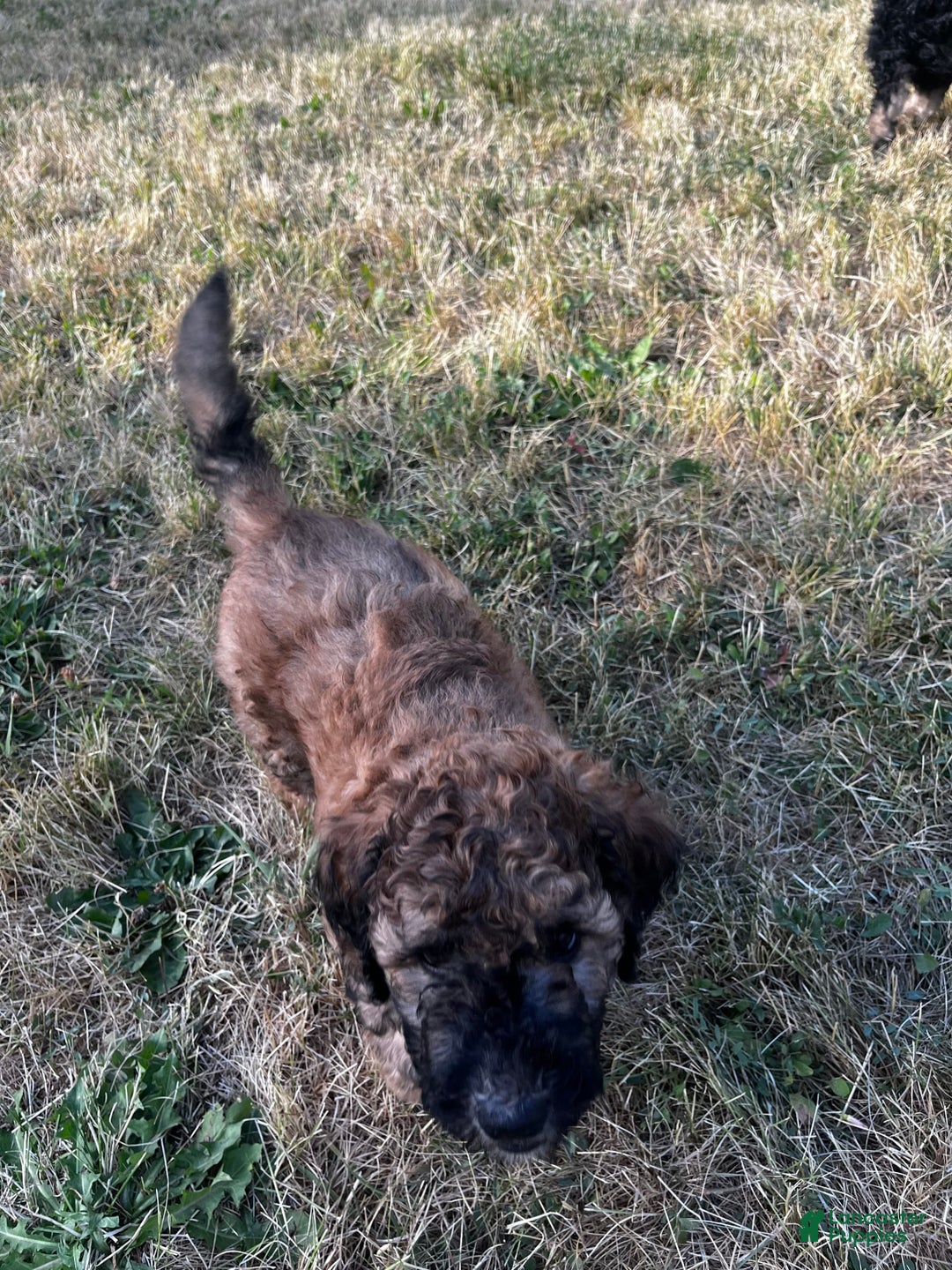 Standard Poodle dogs for sale: Mia - Image 7